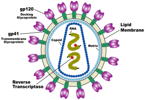 HIV structure: gp120 and gp41 are essential in fusion to immune cells