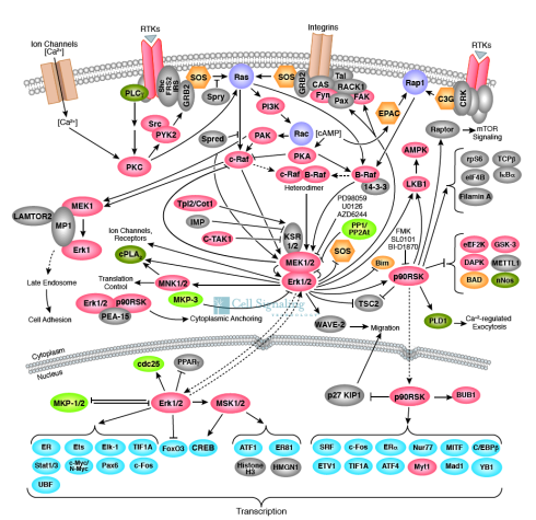 A truly complex web of cell communication! These are some of the proteins we know that are involved in a single pathway known as the MAPK/Erk pathway. Signals from the outside of the cell go through this web of signaling, ultimately ending up with the activation of genes involved in growth, specialization and survival of the cell. Image credit: Cell Signaling Technology.