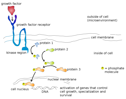 Mode of action of a typical Growth Factor. Growth Factor (red) binds to specific Growth Factor Receptor Binding Site (dark blue) on cell surface, which activates the kinase region (light blue). Activated kinase region now adds a phosphate group (yellow) to Protein 1 (blue) which activates it. Activated Protein 1 now adds a phosphate group to Protein 2 (green) further down the pathway, which activates it. Activated Protein 2 subsequently adds a phosphate group to Protein 3 (orange) which activates it. Activated Protein 3 moves through the nuclear membrane into the cell nucleus where it physically binds to the DNA and activates genes that control cell growth, specialization and survival. Image credit: Buddhini Samarasinghe