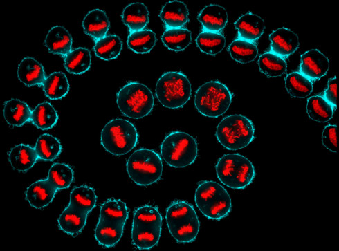  Composite from a time-lapse of a HeLa cell (cervical cancer) undergoing cell division. Cellular structures have been visualized using cyan (cell membrane) and red (DNA). Image Credit: Kuan-Chung Su, London Research Institute, Cancer Research UK, Wellcome Images