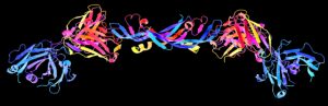 Growth Factors are beautiful! This is a 3D schematic representation (also known as a ribbon diagram) of the structure of a growth factor known as Vascular Endothelial Growth Factor (VEGF). VEGF stimulates the development of new blood vessels, a process known as angiogenesis. Many large tumors secrete their own supply of VEGF in order to generate a supply line of oxygen-rich blood for the growing tumor to feed on. Image credit: Gizmag