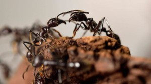 Close-up view Giant ants (Paraponera Clavata), appearing at the exhibition "Mille milliards de fourmis" at the Palais de la Decouverte in Paris. (Copyright: Getty Images)