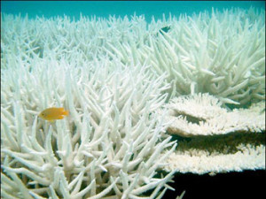 Coral reef after a bleaching event. Source: © 2003. Reef Futures. Courtesy Ray Berkelmans, Australian Institute of Marine Science. Via www.lerner.org. 