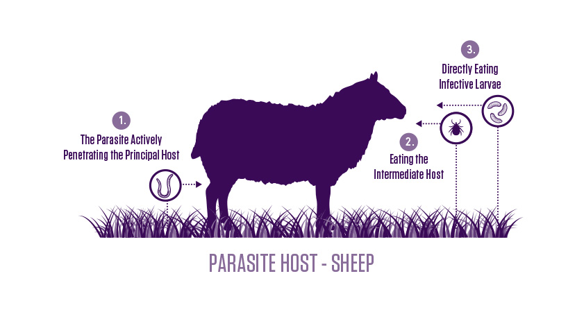 parasites